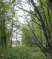 Flere rødlistearter er knyttet til fukt- og sumpskoger, bl.a. dvergspett. Truet ved inngrep i og langs vassdrag.