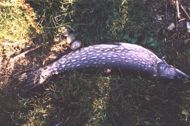 Hettemåkeegg skrapt sammen og lagt ved siden av ei gjedde på Bøtet, Ringerike, den 11.7.1999. Foto: Viggo Ree. 4.