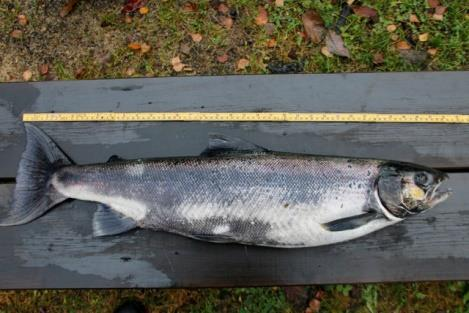 Den døde hun- og hanlaksen. Utfordring På brekket ved Skillebekken har beveren skapt unødvendig arbeid for fiskerne i elva.