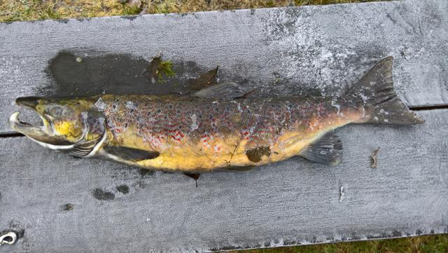 En del av fiskerne har prøvd å holde åpen en passasje for fisk, men beveren har prøvd å lukke denne flere ganger.