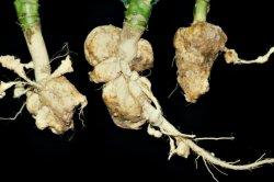 Klumprot Vekstskiftesykdom Alvorlig sykdom Oppsvulmende siderøtter Brokknuter på hovedrot Angriper alle korsblomstra vekster Ingen