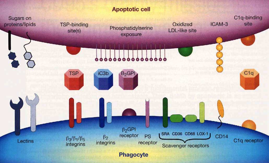 Fagocytose av apoptotiske celler. - fragmenterte apoptotiske celler fjernes ved at makrofager eller nøytrofile granulocytter tar opp og bryter ned dem.