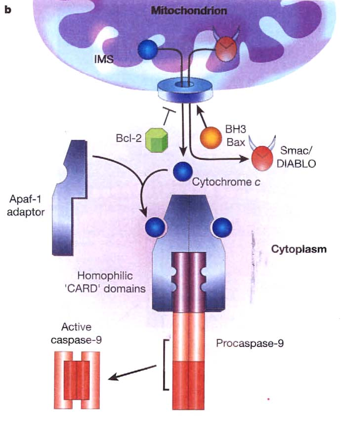 Mitokondriets rolle i apoptose:
