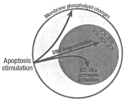 Målemetoder for apoptose -er basert på cellulære forandringer: 1. Deteksjon av DNA fragmentering ved gelelektroforese. 2. Deteksjon av DNA fragmentering ved TUNEL. 3.