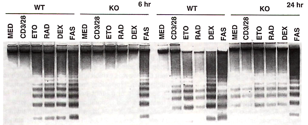 Eksempel: DNA fragmentering i wt og casp-9 (-/-) mus - dvs.