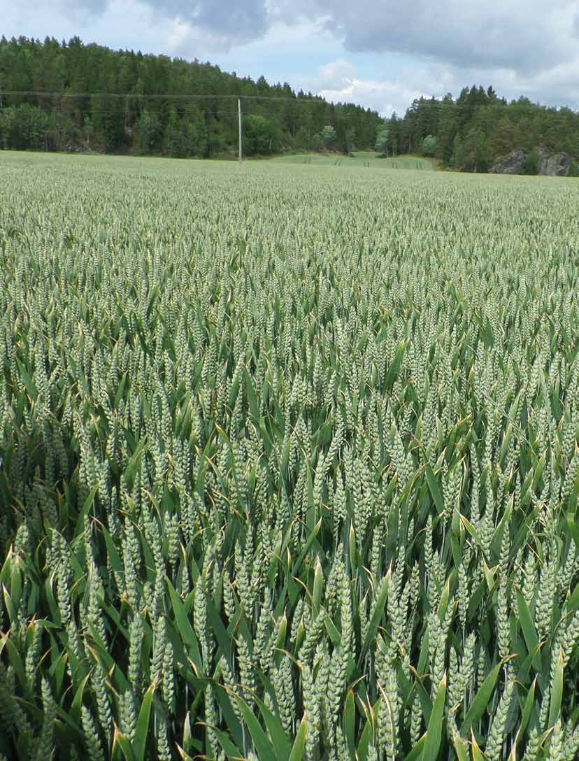 Bjarne Bjarne er den tidligste vårhvetesorten. Yterik sort som betaler godt for soppbehandling. Sorten angripes av mjøldogg og hveteaksprikk (septoria) og må passes spesielt.