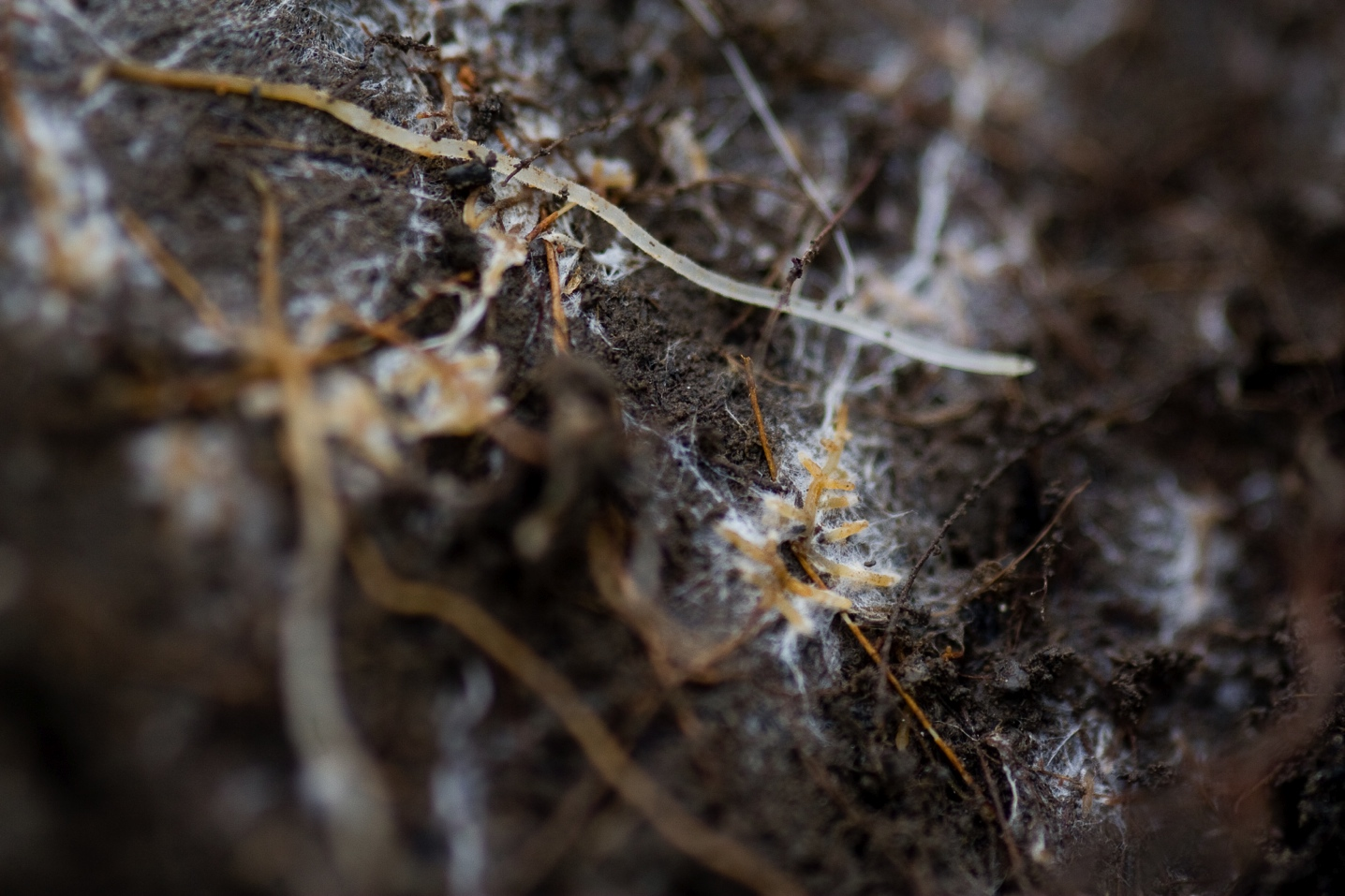 kuler 0,2-1 mm store. På Finse kan vi grovt skille mellom fire ulike typer ektotrof mykorrhiza.