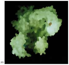 proteinfolding c.