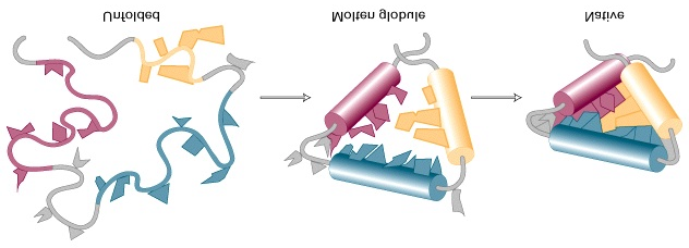 Denaturering og renaturering Figure 3-14 Viser tre trinn i refolding av et protein som har