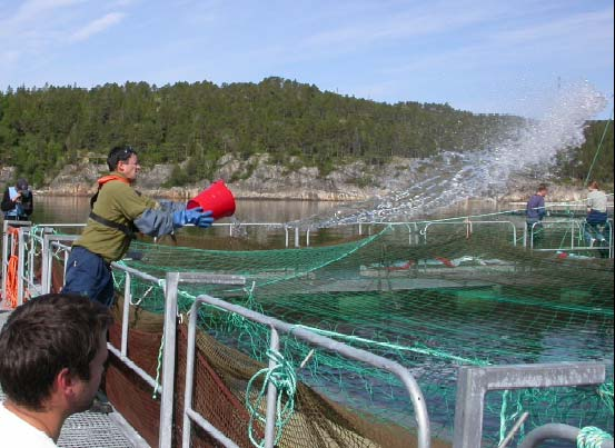 VESO 2004 badebehandling med presenning og skjørt Bjøru, Aunsmo, Moen og Markussen 25 x 25 meters stålmerder, 10 meters