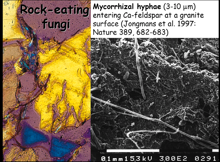 Mykorrizae (sopp i symbiose med planter) oppløser