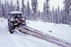 3 Plantinga i Tokke går svært godt!! Gratulere alle skogeigarar som plantar og steller skogen etter hogst! Eg har mint ein del skogeigarar på kva ein taper ved å la skogsbilvegen gro att.