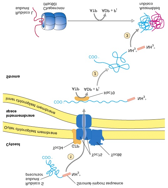 Syntese og mål for mitokondrie- og kloroplast-proteiner (forts.