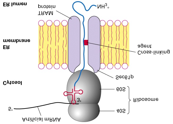 Transport av sekretoriske proteiner over ER-membranen (Del 17.4) (forts.) Via transmembran-proteiner til ER lumen En samling av kanaltransmembranproteiner inkl.