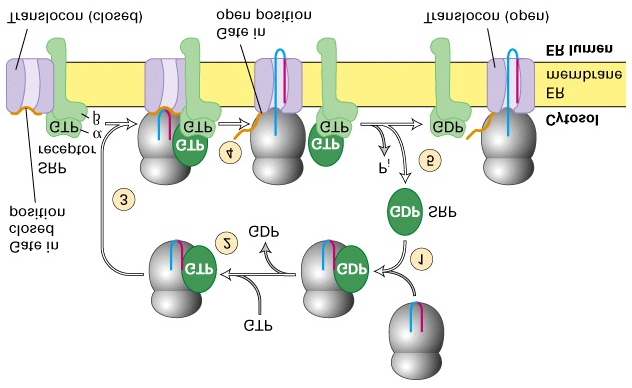 Transport av sekretoriske proteiner over ER-membranen (Del 17.4) (forts.