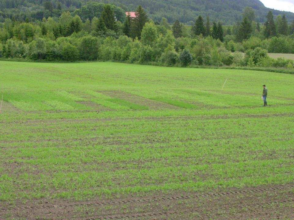 Forsøksplan : Faktor 1: Såtid / såmåte for gjenlegget A. Samtidig med dekkveksten B.