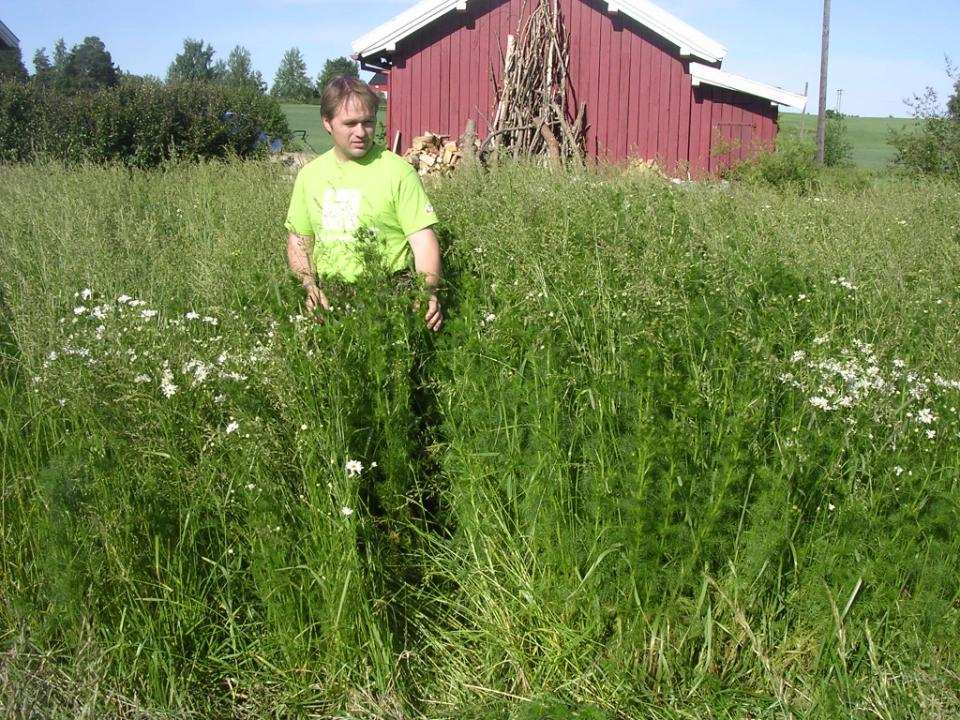 juli. 2+3 kg N/ha. 6. Erter, Integra (235 kg/ha = 7 såerter/m2). Ingen gjødsling. 7. Erter, Integra (235 kg/ha = 7 såerter/m2). 3 kg N/ha.