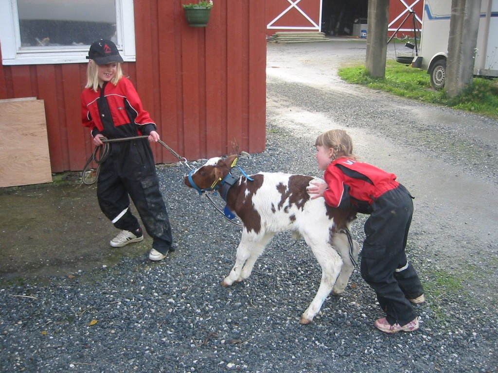 1 Inn på tunet Definisjon: Inn på tunet er tilrettelagte og kvalitetssikrede velferdstjenester på gårdsbruk. Tjenestene skal gi mestring, utvikling og trivsel.