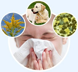 Faktaark på nett Allergi Astma Pollen Inhalasjonsteknikk Pelsdyr Inneklima sunn bolig Midd Uteluft og helse