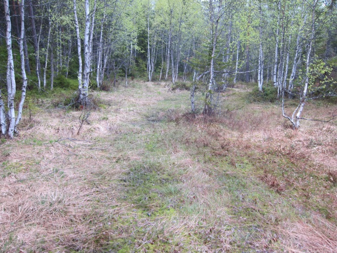 Generell områdebeskrivelse Planområdet omfatter skogsmark, myr og to små tjern, samt vei og enkelte spredte hytter.