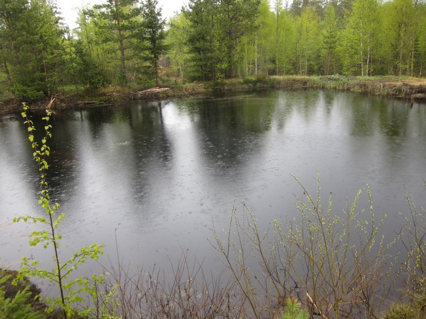 Figur 5: Dammen ved Grønkjær. Foto: Sigve Reiso. 1505 Grønkjærdipilen Dam Eldre fisketom dam Verdi: C Areal : 4,3 daa Innledning: Lokaliteten er kartlagt av Sigve Reiso (BioFokus), 28.05.2015, ifm.