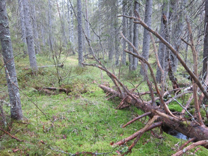 Sumpen er fattig med dominans av torvmoser, langs kantene overganger mot blåbærmark. Busker av rogn, samt hvitveis, skogsnelle og nikkevintergrønn er også notert.