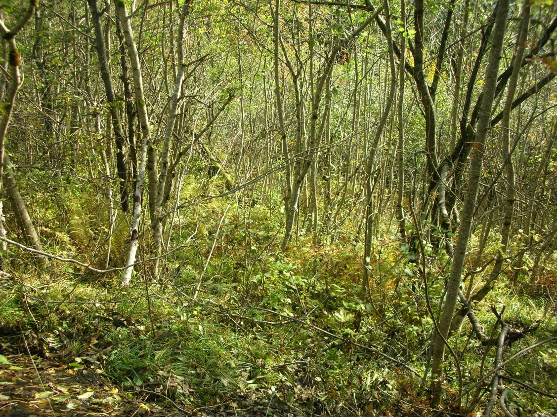 SKREDFAREVURDERING NY GONDOLBANE TIL HANGURSTOPPEN, VOSS KOMMUNE. 10 Lauvskogen i området består av en blanding av gammel og yngre lauvskog (Fig.4; Fig. 8).