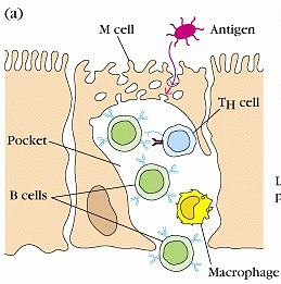 M celle Antigen