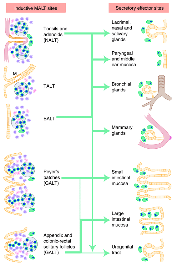 Brandtzaeg et al,