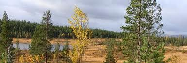 Vernskog Databasen ligger hos Skog og landskap