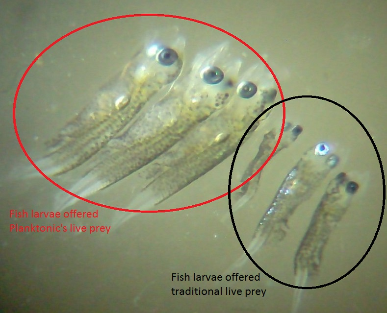 Planktonic AS Planktonic har lyktes med å utvikle et startfôr for marin yngel som