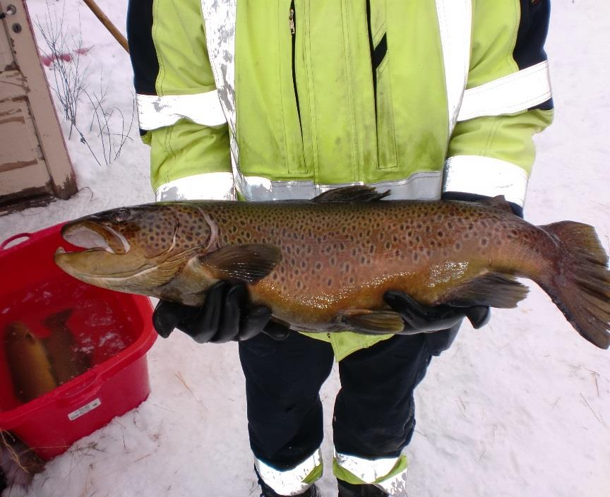 OED, retningslinjer for revisjon av konsesjonsvilkår for vassdragsreguleringer av 2012 Følgende vassdrag er vurdert å være av stor verdi for temaet fisk og