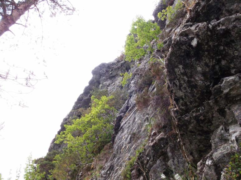 Side: 11 Observasjonspunkt 18. Fotoretning N. Tett på det bratteste og øverste kildeområdet for steinsprang.