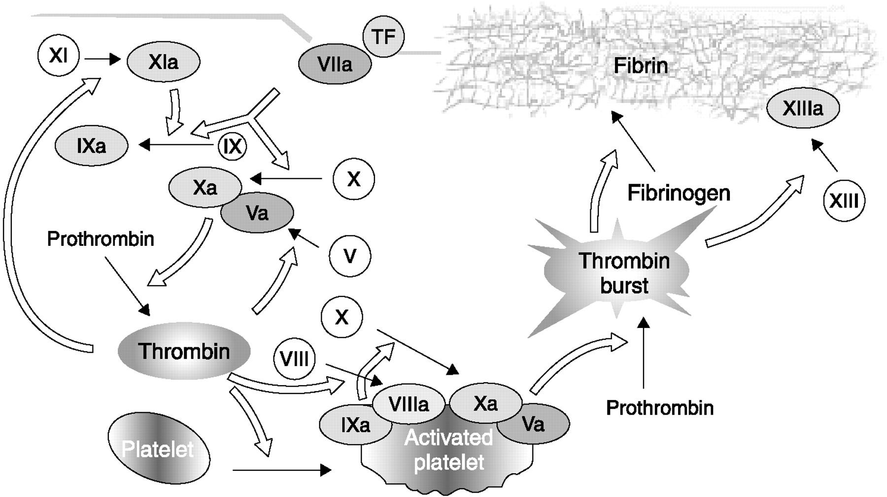 The coagulation process Spahn, D. R. et al. Br. J.