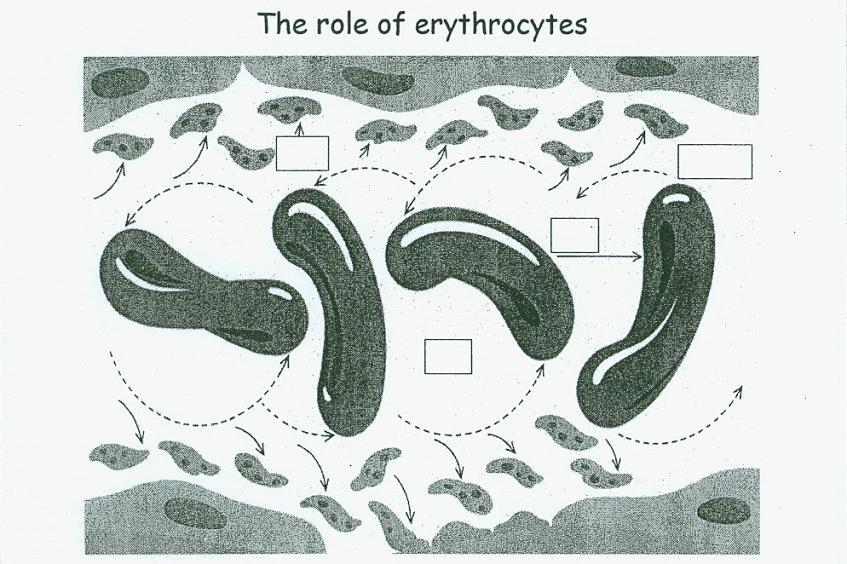 Samspillet erytrocytter og trombocytter i små arterioler: Grav anemi kan gi økt blødningstendens Relevant referanse: Weiss HJ.