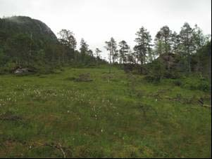 Det er registrert to verdifulle naturtyper: gammal løvskog og intakt lavlandsmyr, begge verdsatt til B-viktig, som tilsvarer middels verdi.