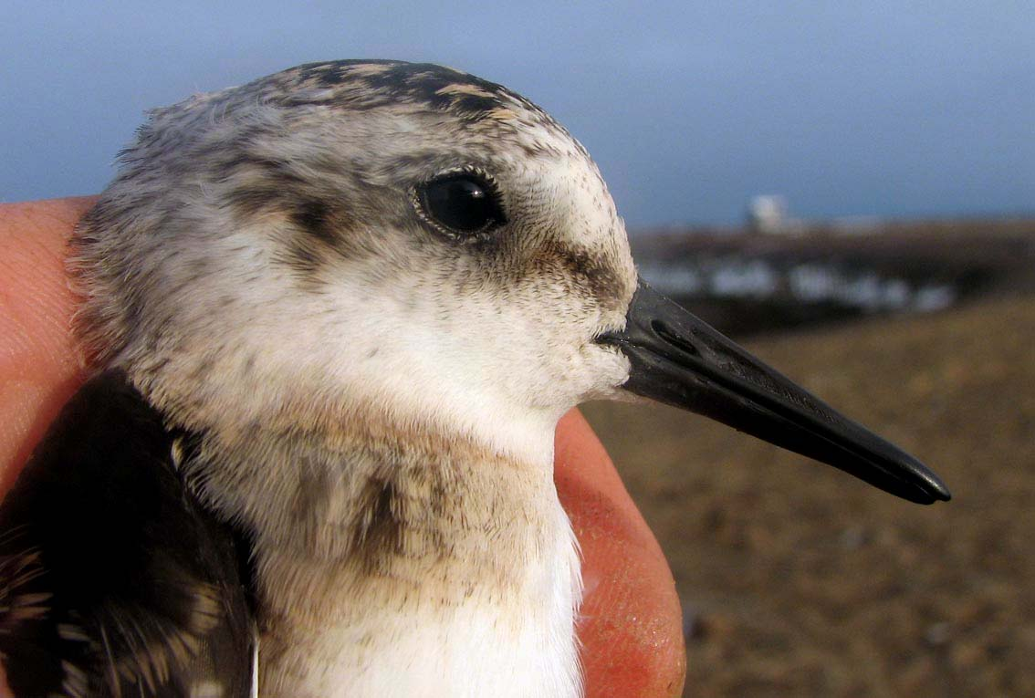 Bilde 6. Sandløper før den slippes etter ringmerking ved Trondsenneset 17. september. Foto: Ola Nordsteien. Småspove, Numenius phaeopus Ett individ på Skolteneset 3. august.