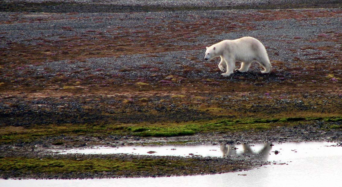 3.2 Pattedyr Isbjørn, Ursus maritimus Det ble observert forholdsvis mange isbjørn i juli. De fleste var ungdyr, men minst en gammel og muligens to ble sett. Ingen observasjoner ble gjort i august.