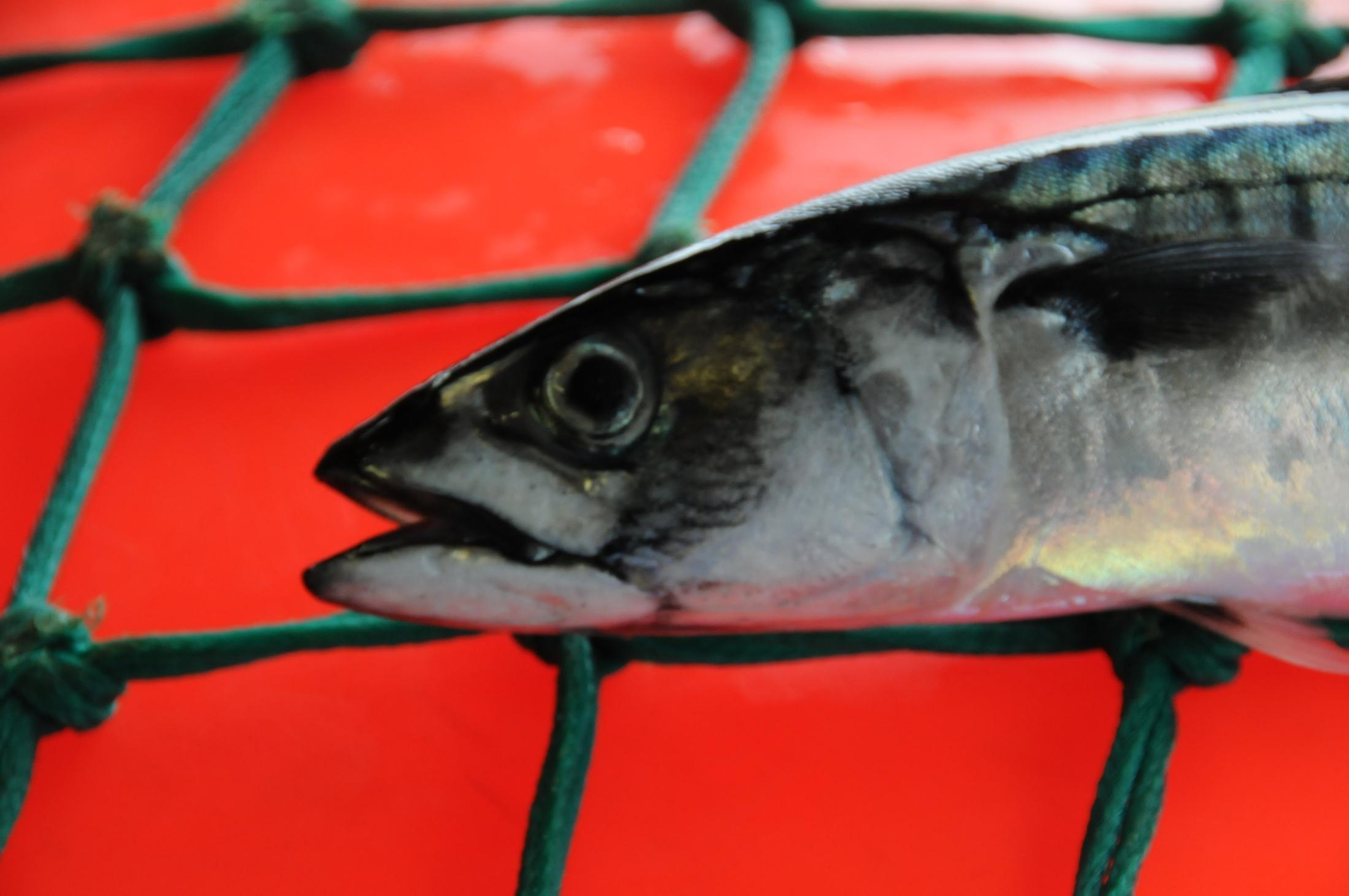 Nordøstatlantisk makrell (Scomber scombrus) Mest verdifulle kommersielle fiskearten i Nordatlanteren. Verdiskaping på om lag 10 milliarder kroner i året!
