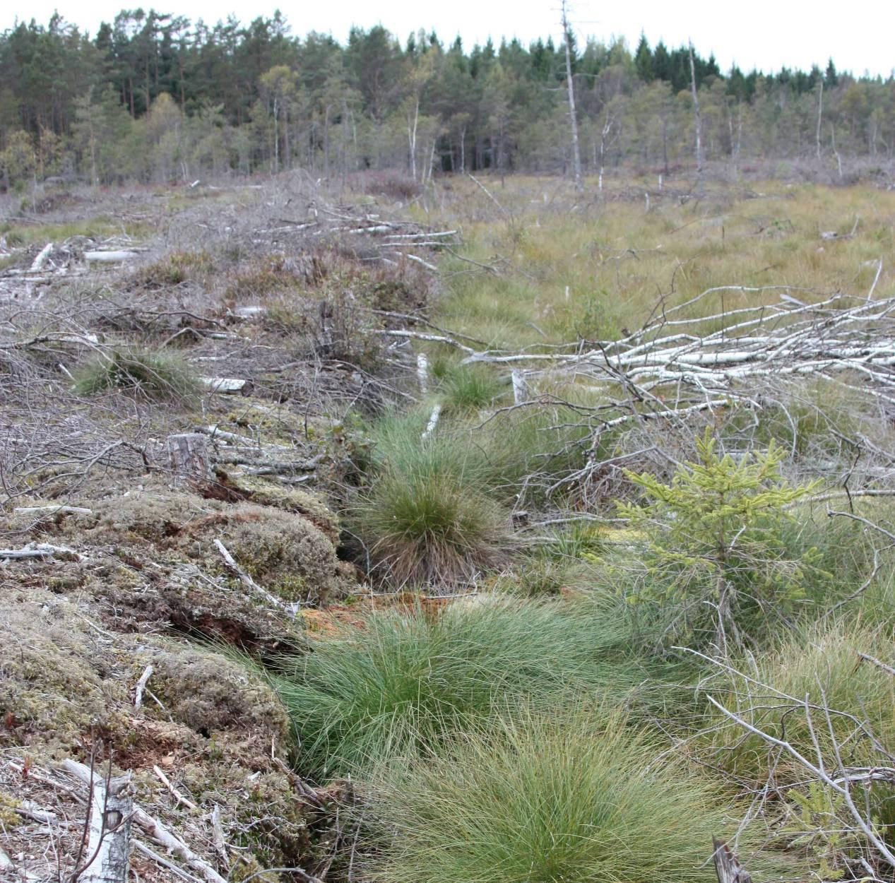 midt i planområdet Planbeskrivelse for