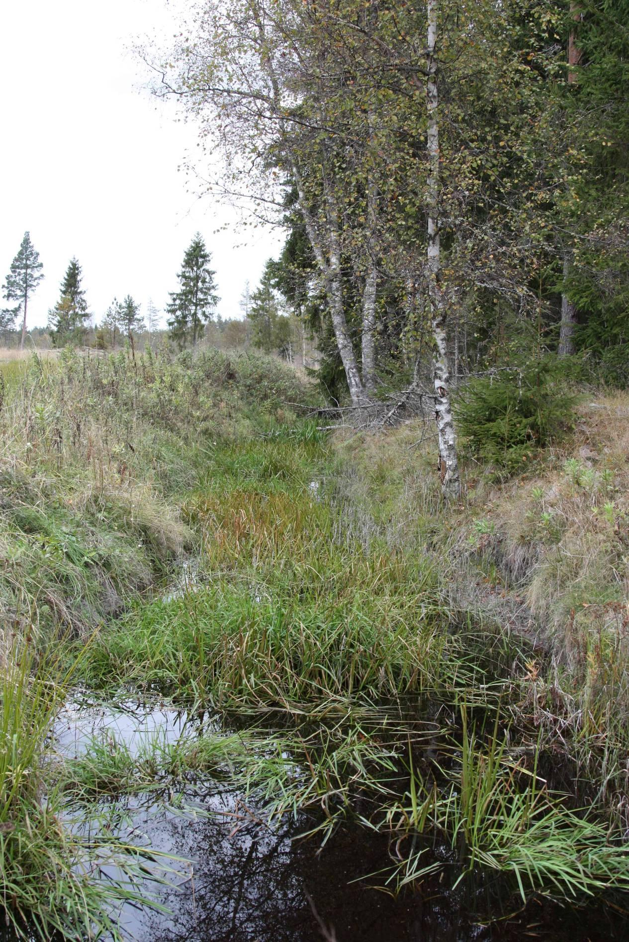 Foto: Lisbet Baklid: Eksisterende / gammel grøft sør for Torgetmosen