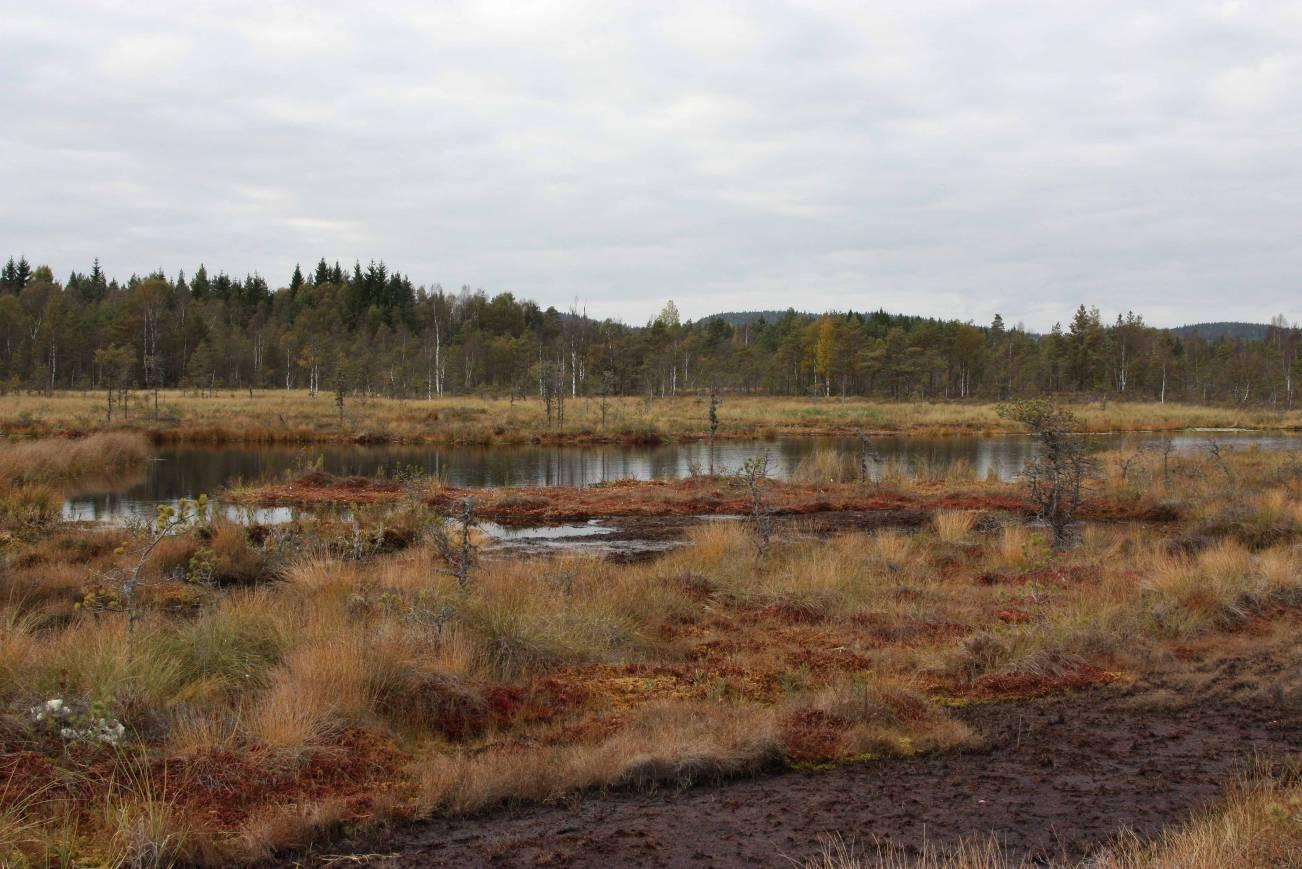 Foto: Lisbet Baklid: Torgettjern Planbeskrivelse for