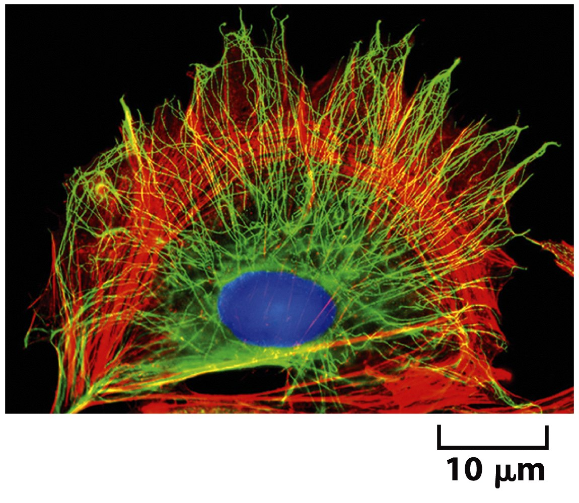 celle Aktinbindende proteiner Myosin I og II Mikrotubuli;