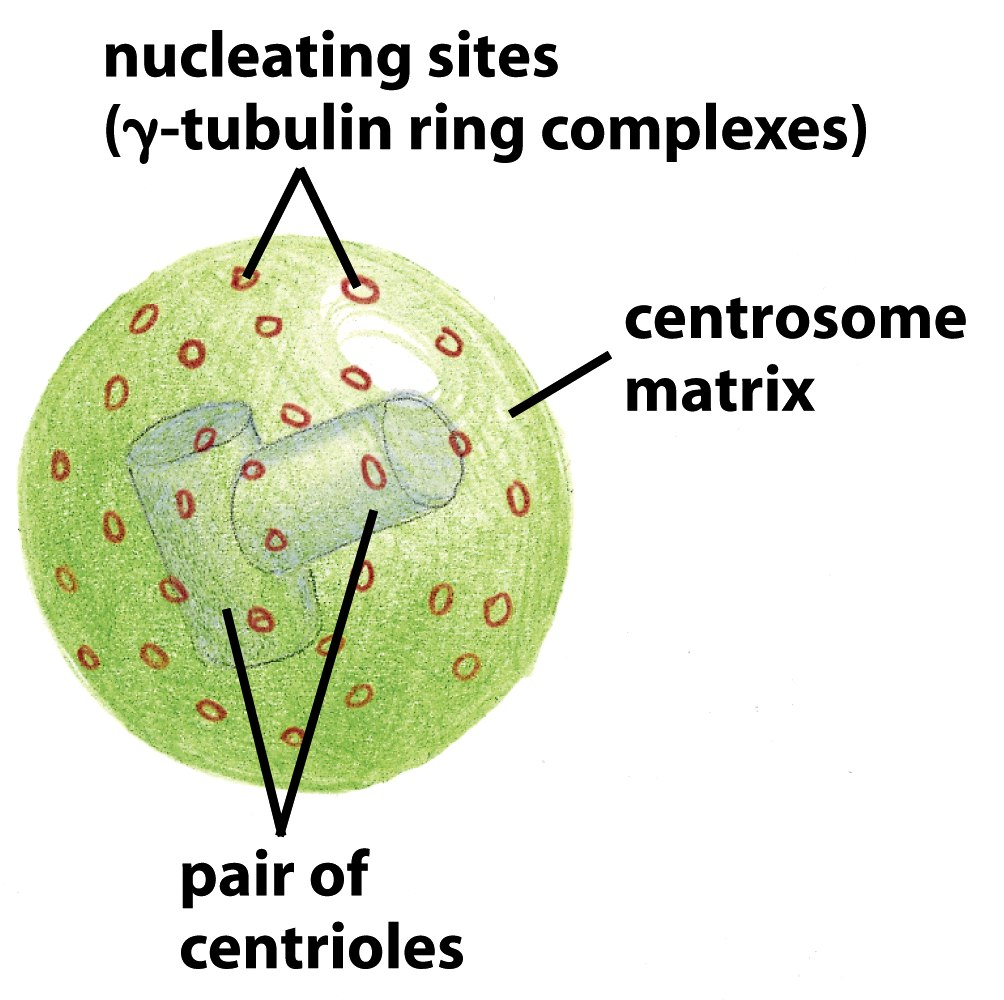 centrioler og et protein som kalles gamma-tubulin. Gamma-tubulin har en ringstruktur som fungerer som vekstpunkt for mikrotubuli.