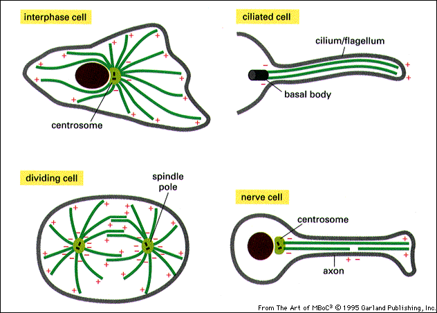 Orientering av mikrotubuli i