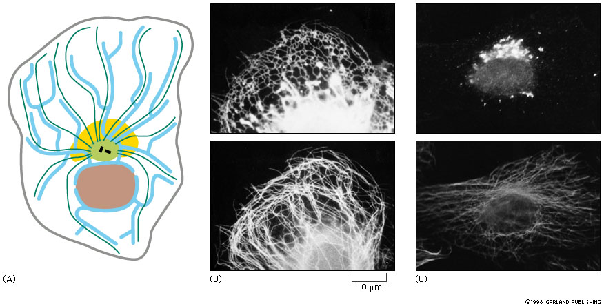 ER og Golgi plasserer seg i forhold til mikrotubuli Schematic diagram of a cell showing the typical arrangement of microtubules (dark green), endoplasmic reticulum (blue), and Golgi apparatus