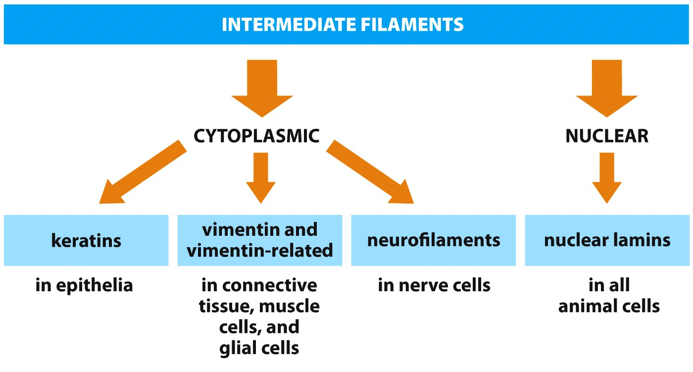 Intermediærfilamenter - inndeling Aktinfilament (F-aktin) Enhet: G-aktin (globulært) Diameter: 7 9 nm, fleksibel helix Funksjon: