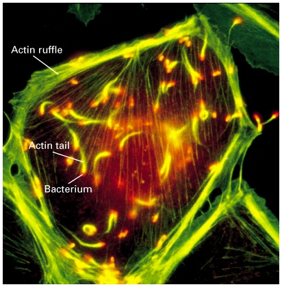 Gel-lignende nettverk av overlappende filamenter (i cellens cortex) 3.