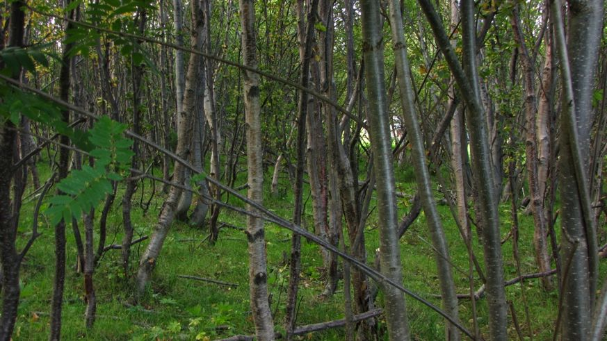 De to gårdene ved Singelbukta er blant de mest gjengrodde i reservatet. Her er det ingen engflater igjen bortsett fra noe helt inntil husene. De gamle slåttemarkene har fått ung skog (Fig. 15).