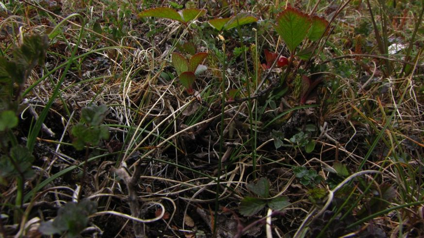 6.5 Rødlistede arter Krypsivaks (Trichophorum pumilum - VU) er den eneste rødlistede arten som ble påvist og som er knyttet til de avgrensede lokalitetene i verneområdet Skorpa-Nøklan (Fig. 21).